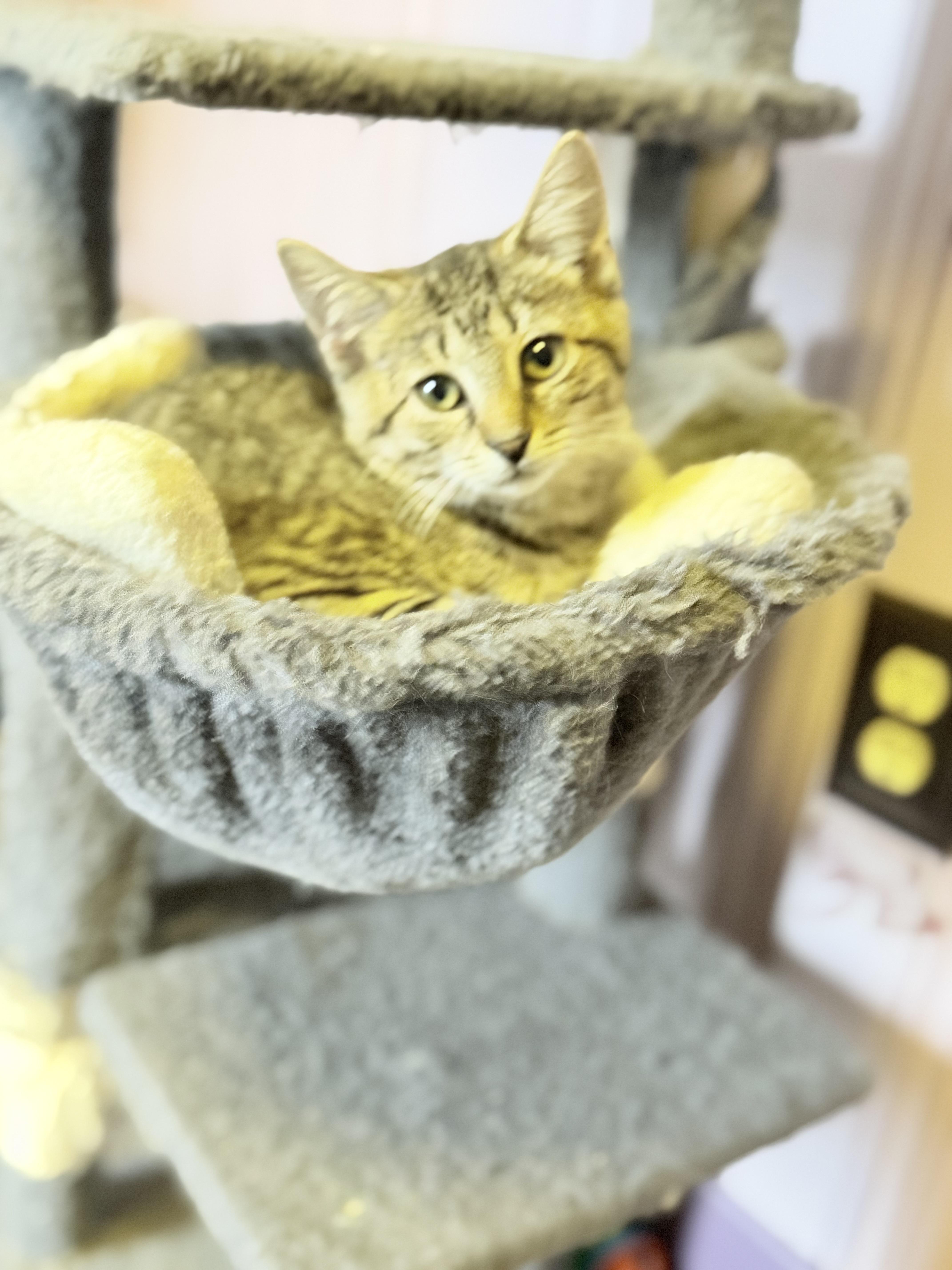 Quill, a ADOPTABLE Domestic Short Hair in West Pittston, PA image 2/3