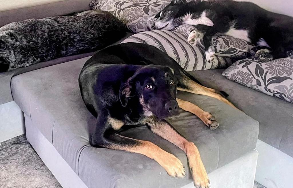 Enlarge Chase (Bellamy), a Adoptable mixed breed in Bryan, TX image 1/6