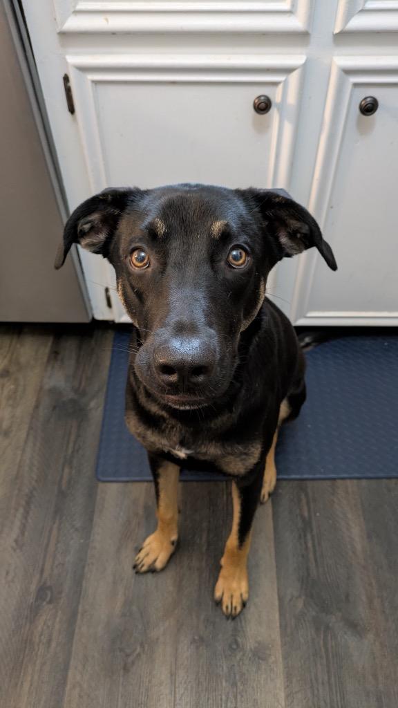 Enlarge Chase (Bellamy), a Adoptable mixed breed in College Station, TX image 1/6