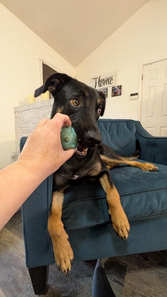 Enlarge Chase (Bellamy), a Adoptable mixed breed in College Station, TX image 2/6