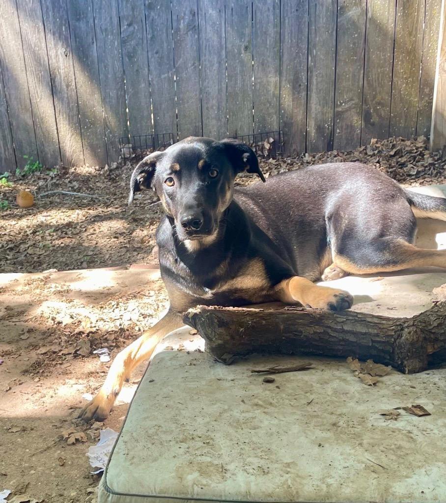 Enlarge Chase (Bellamy), a Adoptable mixed breed in Bryan, TX image 2/6