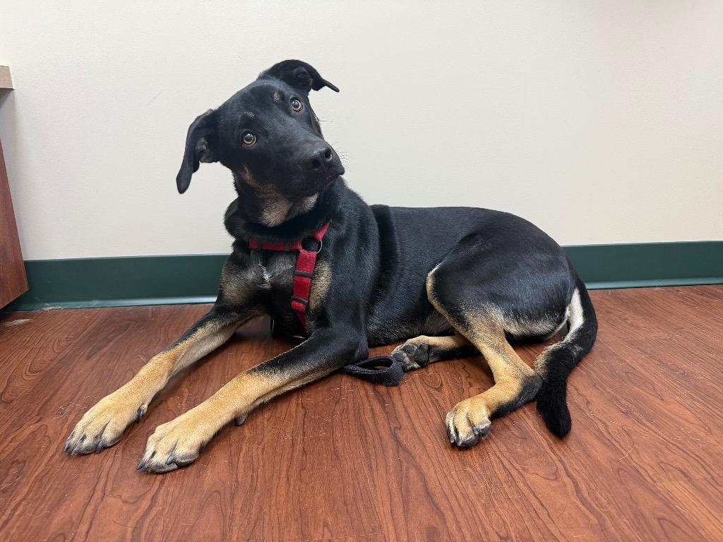 Chase (Bellamy), Adoptable, Young Male German Shepherd Dog & Border Collie.