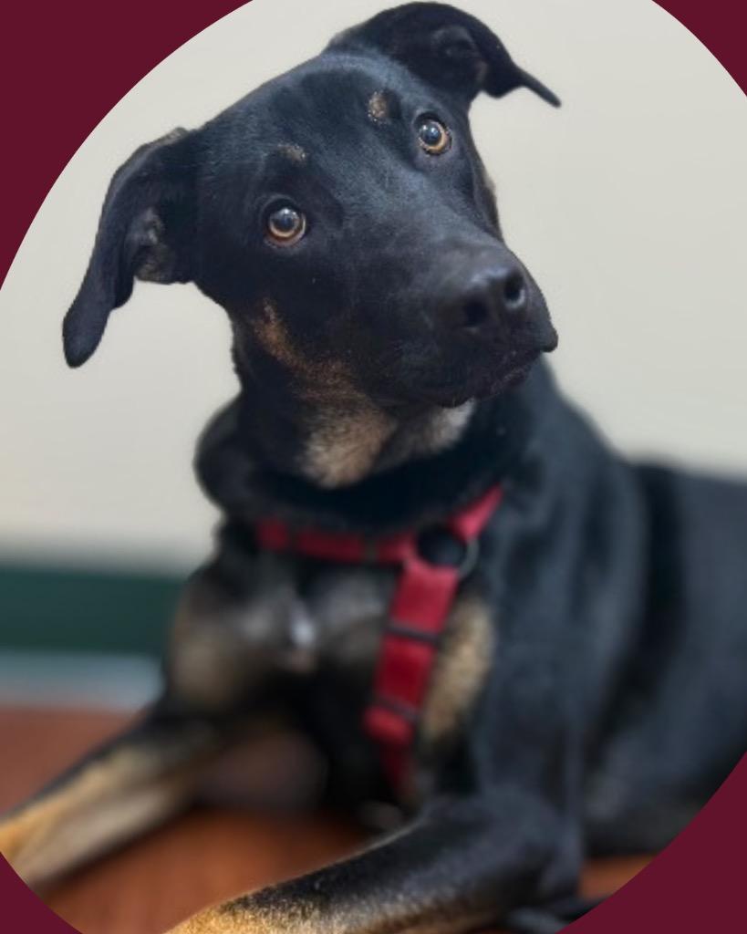 Enlarge Chase (Bellamy), a Adoptable mixed breed in Bryan, TX image 4/6