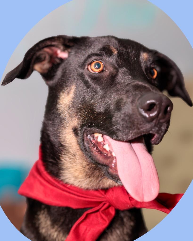 Chase (Bellamy), a Adoptable mixed breed in Bryan, TX image 4/6