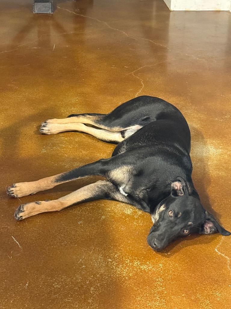 Enlarge Chase (Bellamy), a Adoptable mixed breed in College Station, TX image 4/6