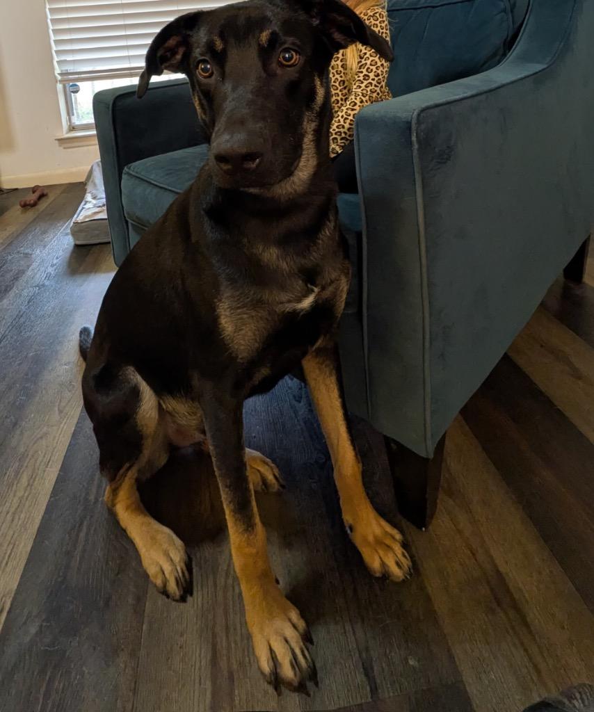 Enlarge Chase (Bellamy), a Adoptable mixed breed in College Station, TX image 5/6