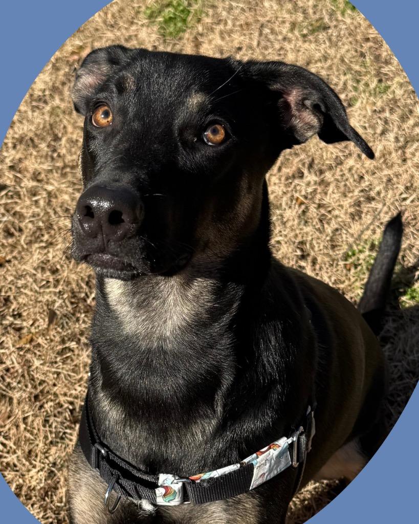 Enlarge Chase (Bellamy), a Adoptable mixed breed in College Station, TX image 6/6