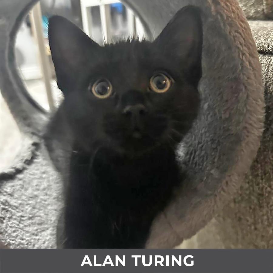 Alan Turing, an adopted Domestic Short Hair in Etobicoke, ON image 1/2