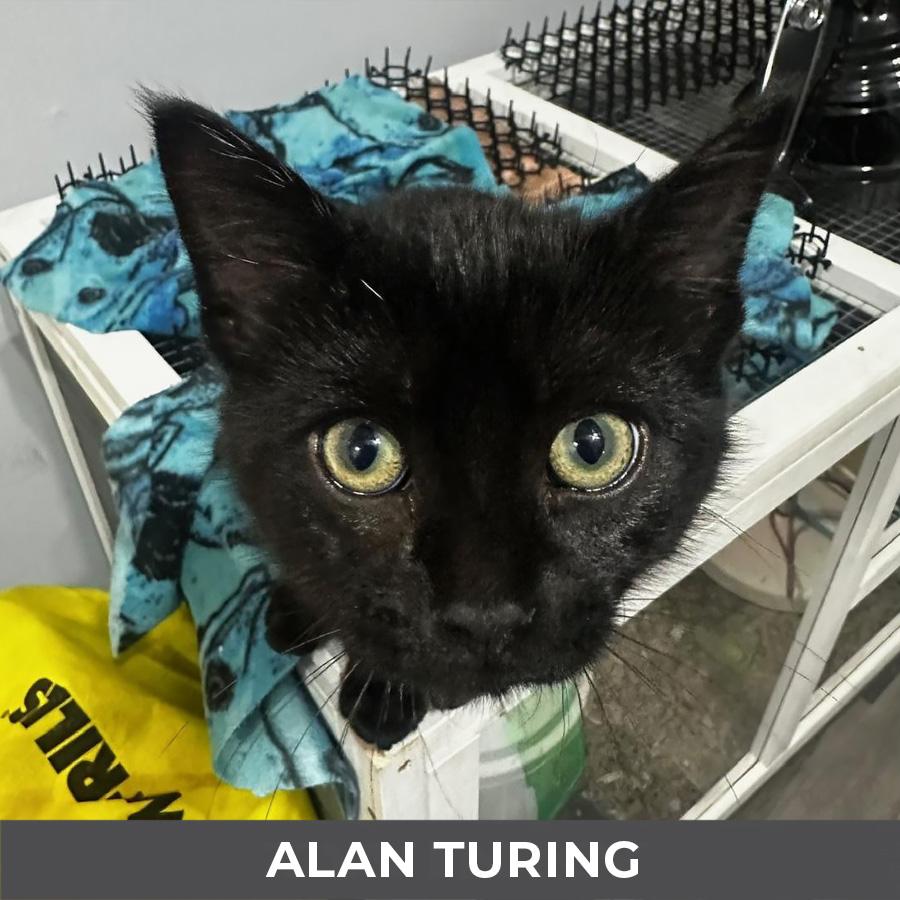 Alan Turing, an adopted Domestic Short Hair in Etobicoke, ON image 2/2