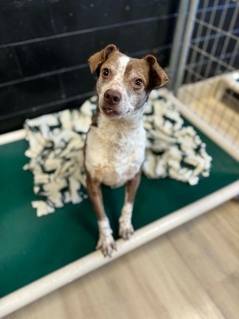 Calvin, Adoptable, Young Male Mixed Breed.