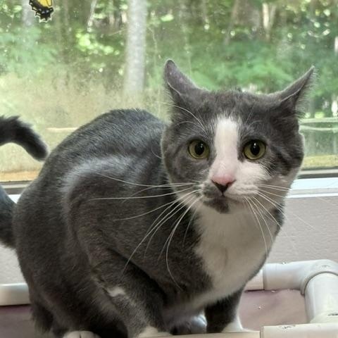 Enlarge Sweeney Todd, a ADOPTABLE Domestic Short Hair in Saranac Lake, NY image 1/3