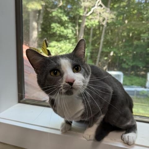 Enlarge Sweeney Todd, a ADOPTABLE Domestic Short Hair in Saranac Lake, NY image 3/3