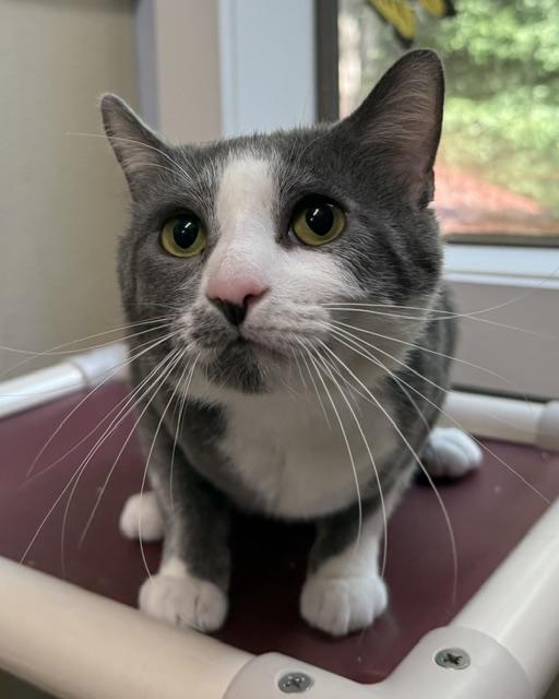 Enlarge Sweeney Todd, a ADOPTABLE Domestic Short Hair in Saranac Lake, NY image 2/3