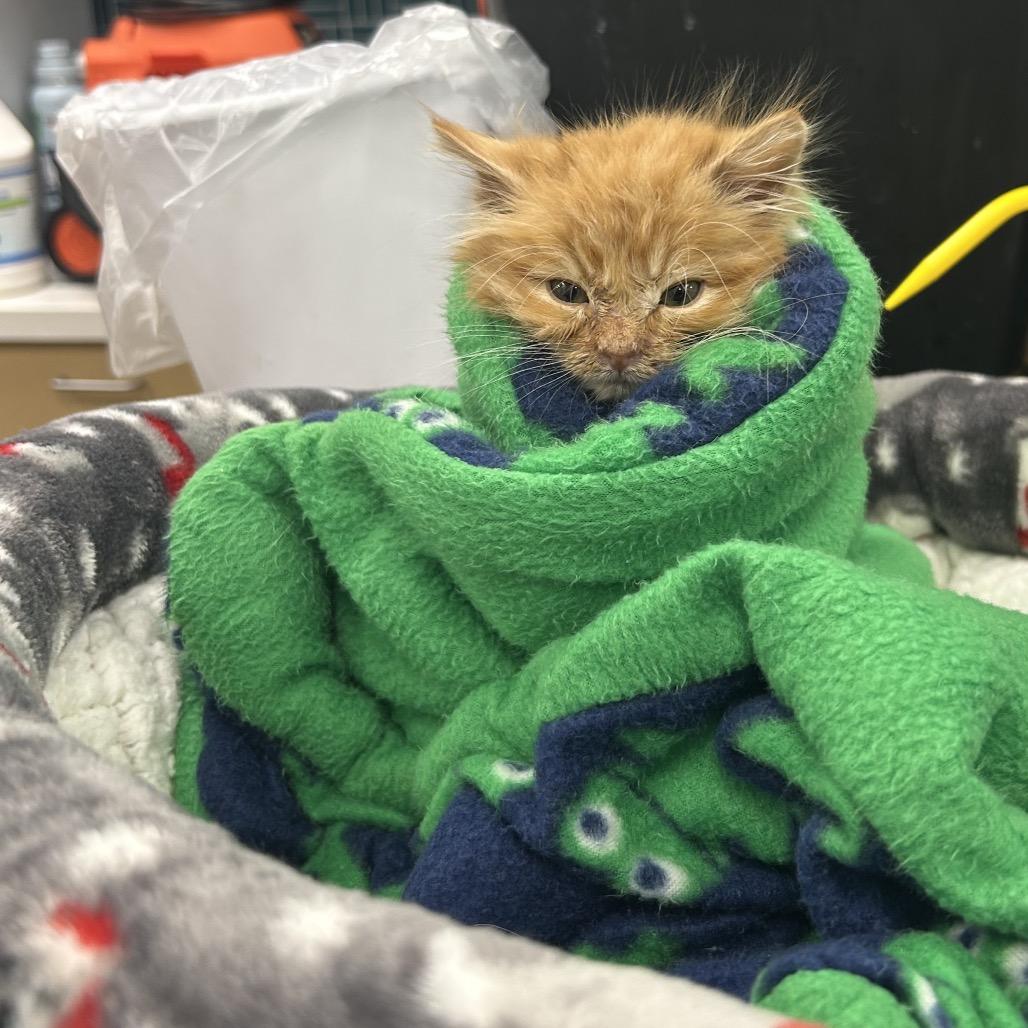 Enlarge Deux, a Adoptable Domestic Short Hair in Yucaipa, CA image 1/1