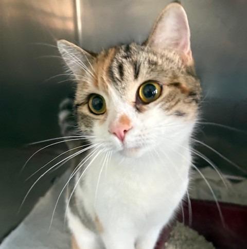 Rogue, Adoptable, Young Female Domestic Short Hair.