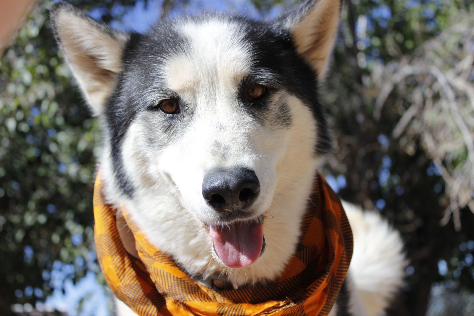 Koda, Adoptable, Senior Male Siberian Husky.