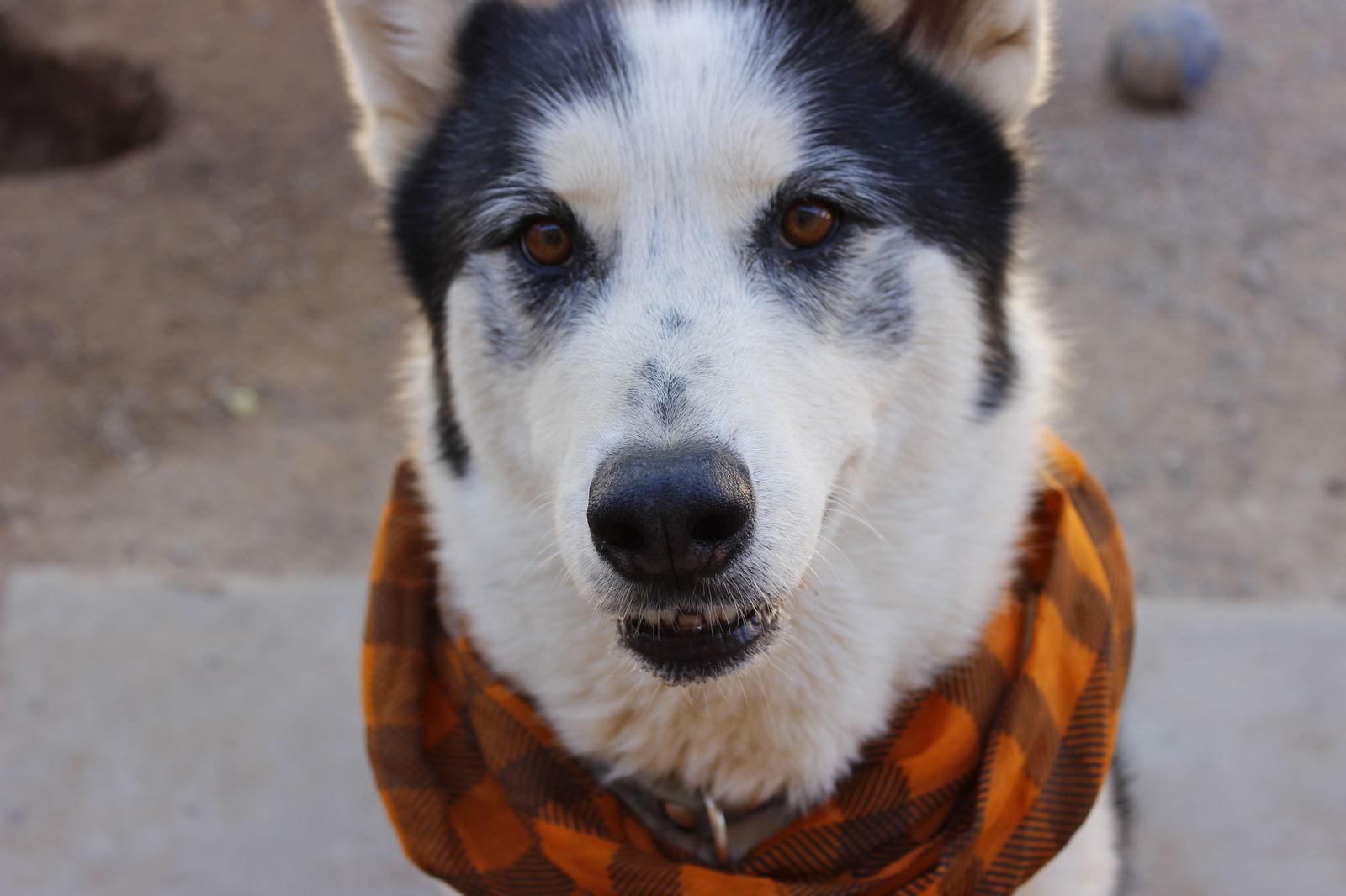 Koda, Adoptable, Senior Male Siberian Husky.