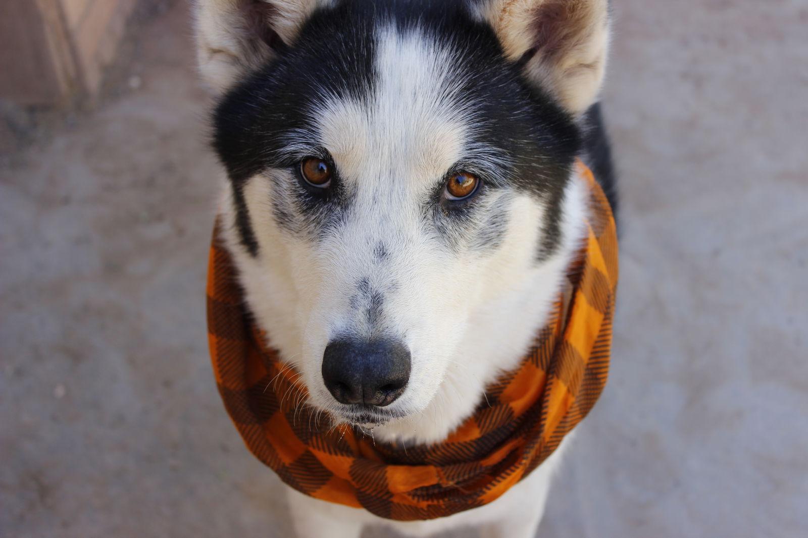 Enlarge Koda, a Adoptable Siberian Husky in Cedar Crest, NM image 3/3