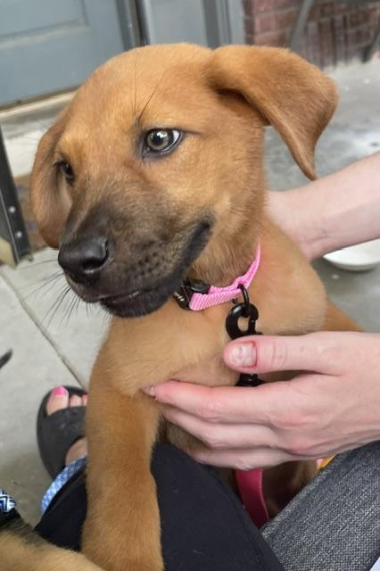 Ren, ADOPTABLE, Puppy Female Shepherd.