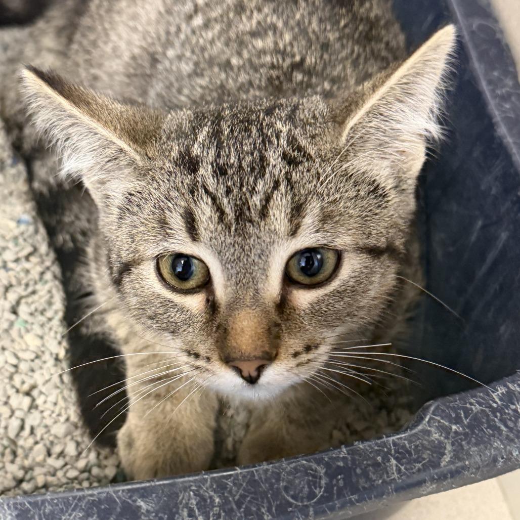 Enlarge Riley (26-3C-1), a Adoptable Domestic Short Hair in Rifle, CO image 1/2