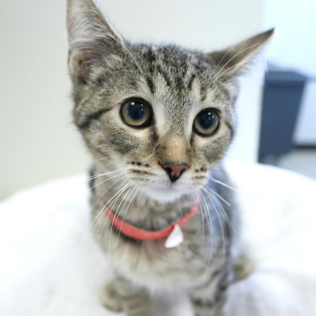 Enlarge Riley (26-3C-1), a Adoptable Domestic Short Hair in Rifle, CO image 2/2