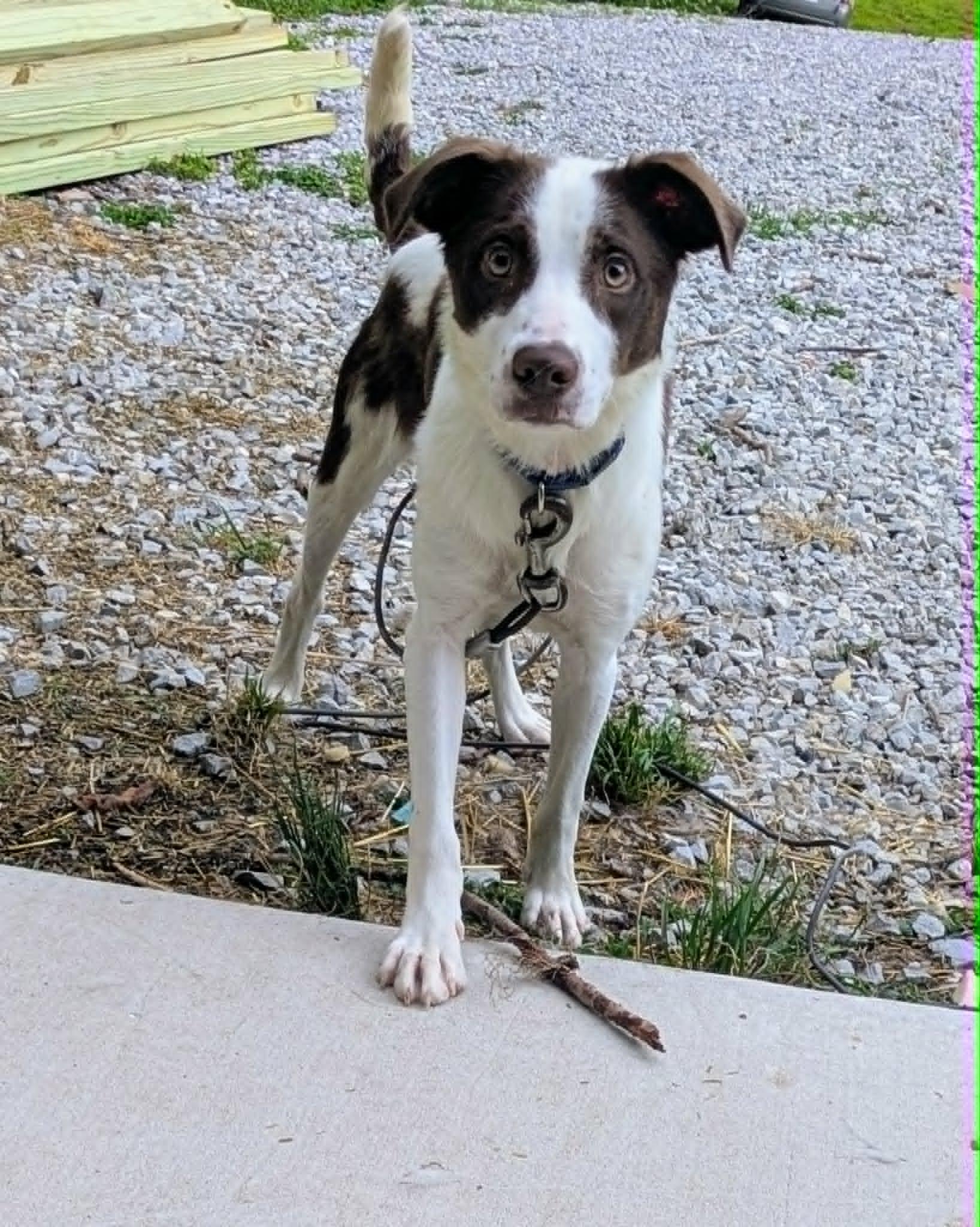 Oliver, ADOPTABLE, Young Male Border Collie.