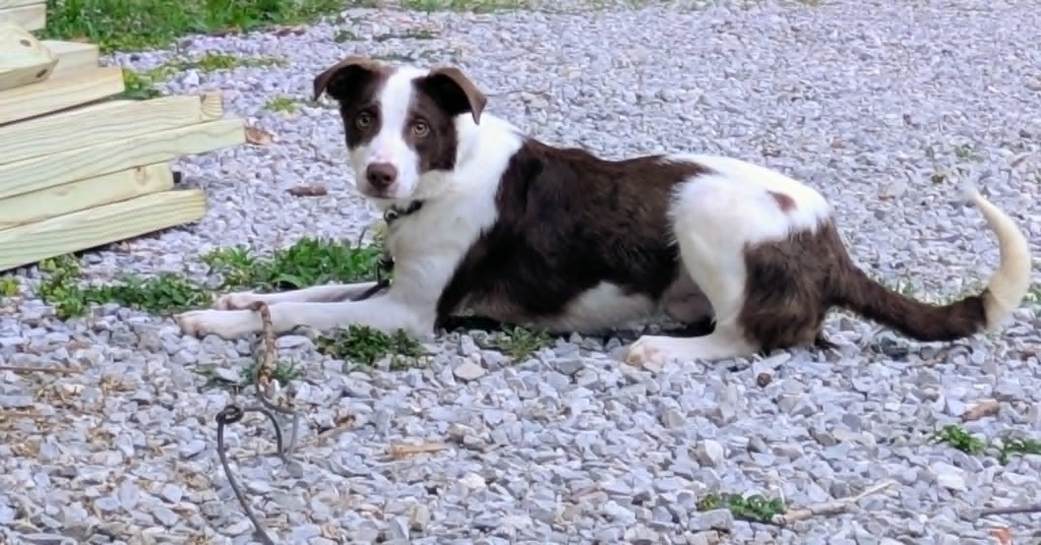 Enlarge Oliver, a ADOPTABLE mixed breed in Hilham, TN image 5/5