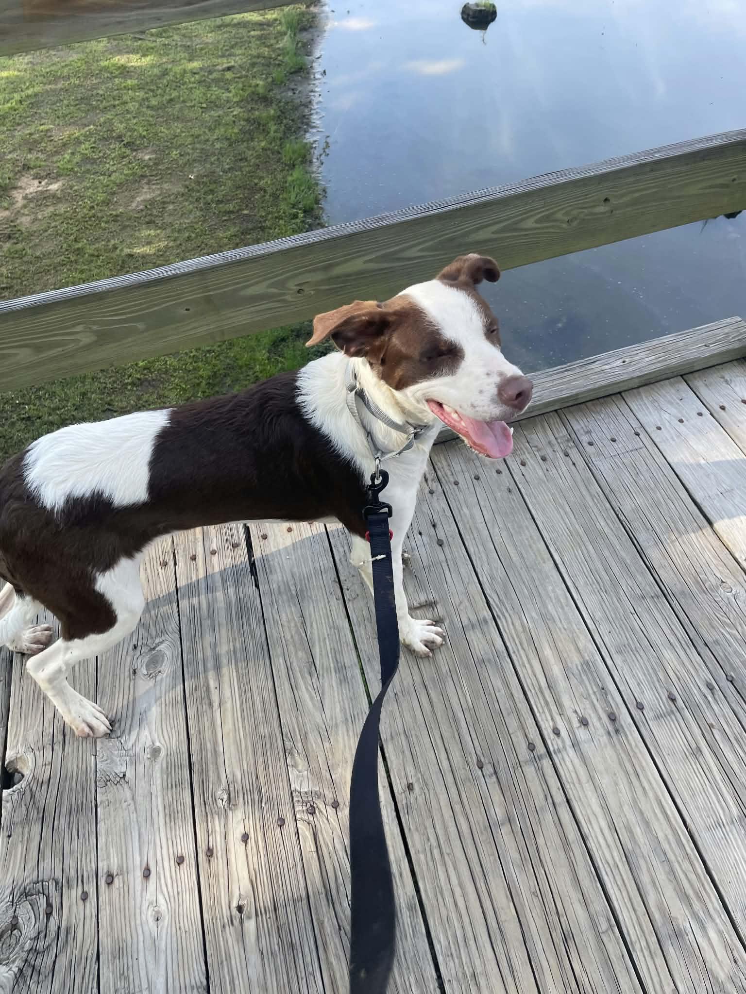 Enlarge Oliver, a ADOPTABLE mixed breed in Hilham, TN image 2/5