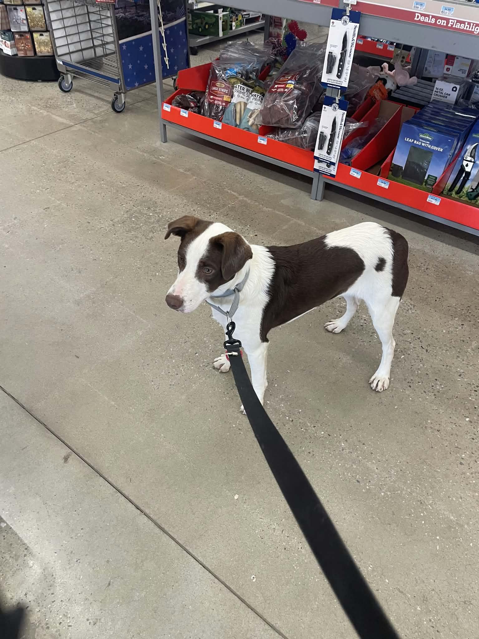 Enlarge Oliver, a ADOPTABLE mixed breed in Hilham, TN image 3/5