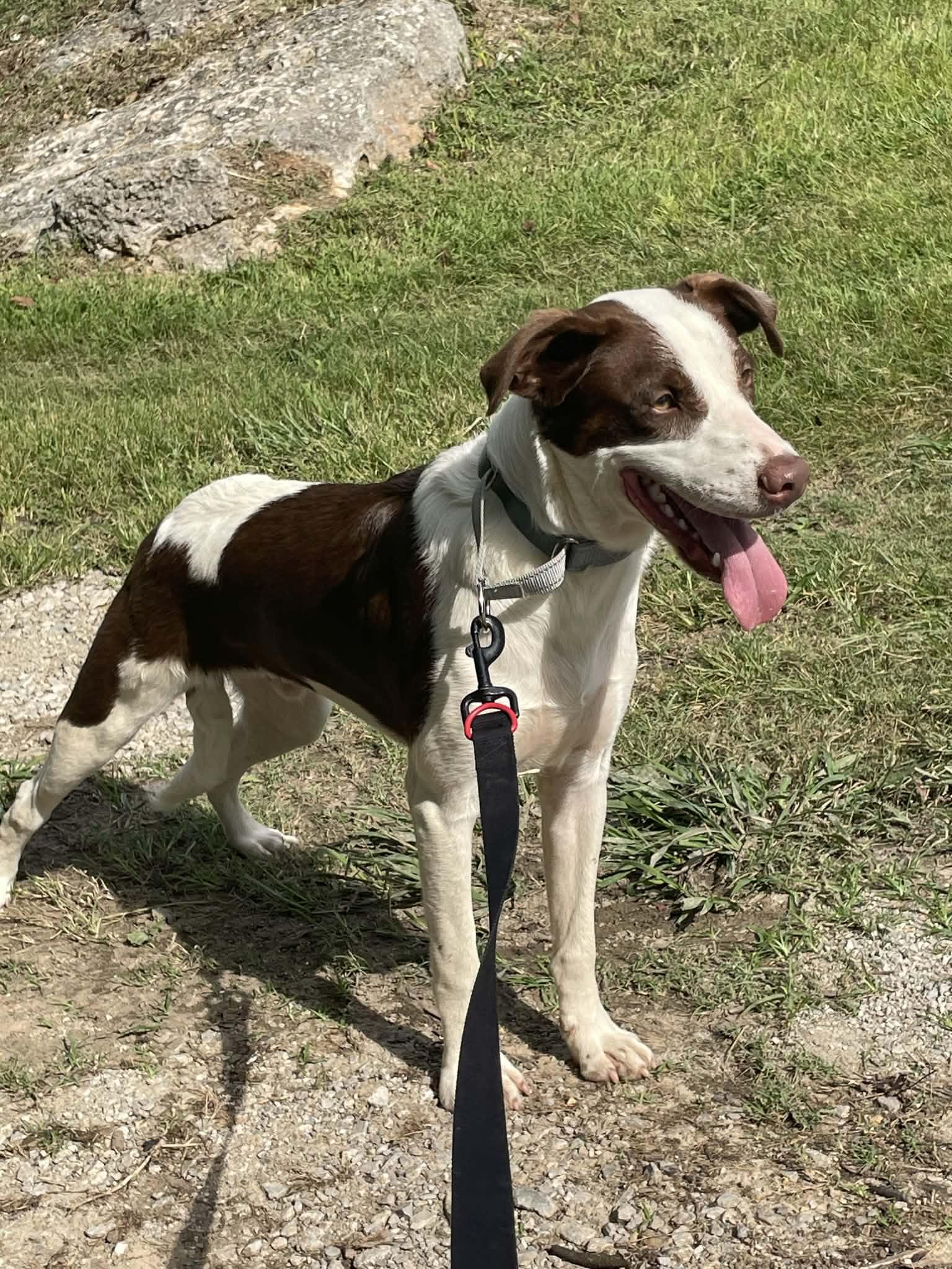 Enlarge Oliver, a ADOPTABLE mixed breed in Hilham, TN image 4/5