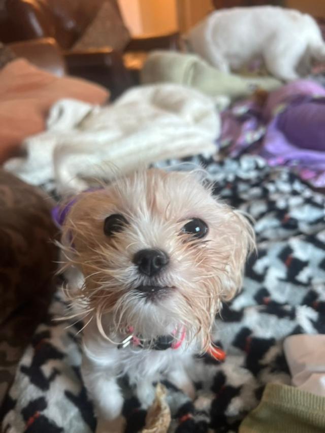 Enlarge Dolly Parton, a Adoptable mixed breed in Williamsburg, VA image 4/6