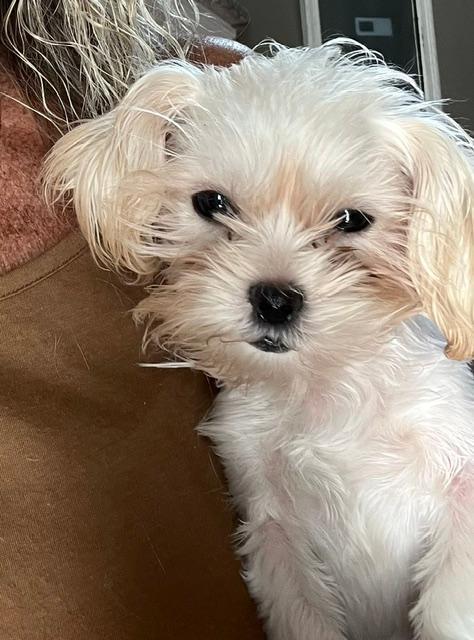 Enlarge Dolly Parton, a Adoptable mixed breed in Williamsburg, VA image 1/6