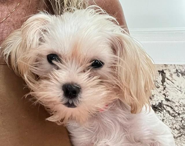 Enlarge Dolly Parton, a Adoptable mixed breed in Williamsburg, VA image 6/6