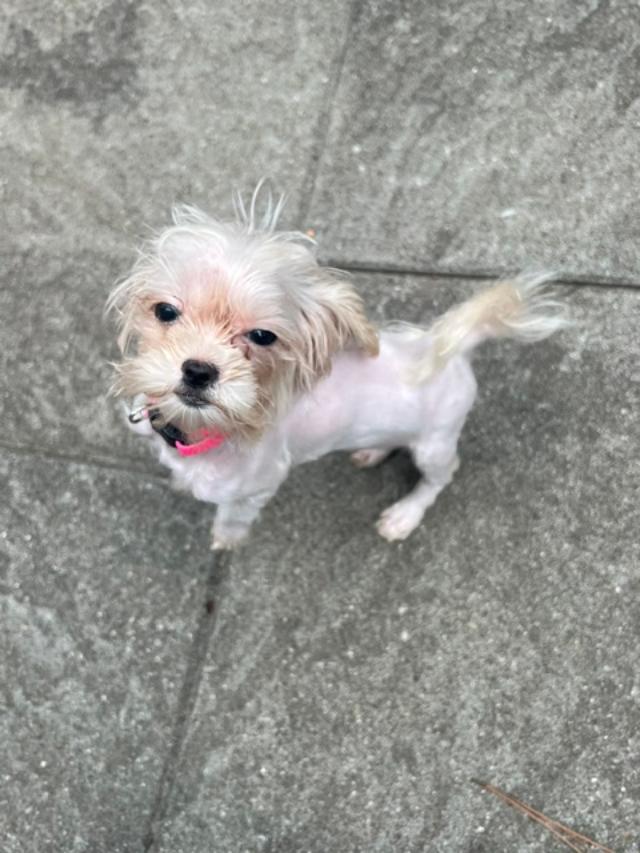 Enlarge Dolly Parton, a Adoptable mixed breed in Williamsburg, VA image 5/6