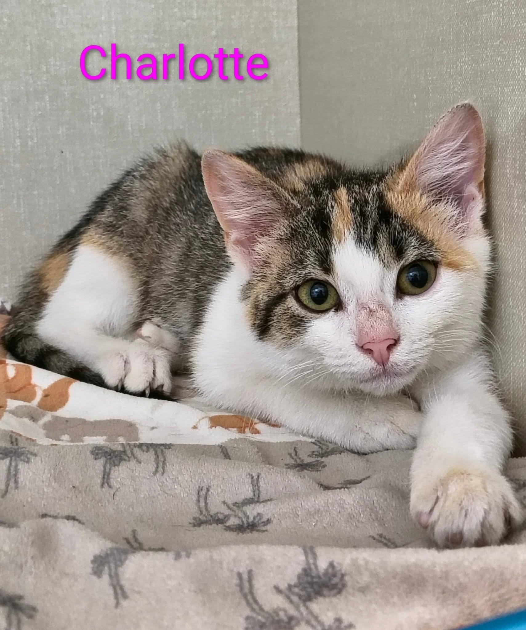 Charlotte, adopted, Kitten Female Domestic Short Hair.