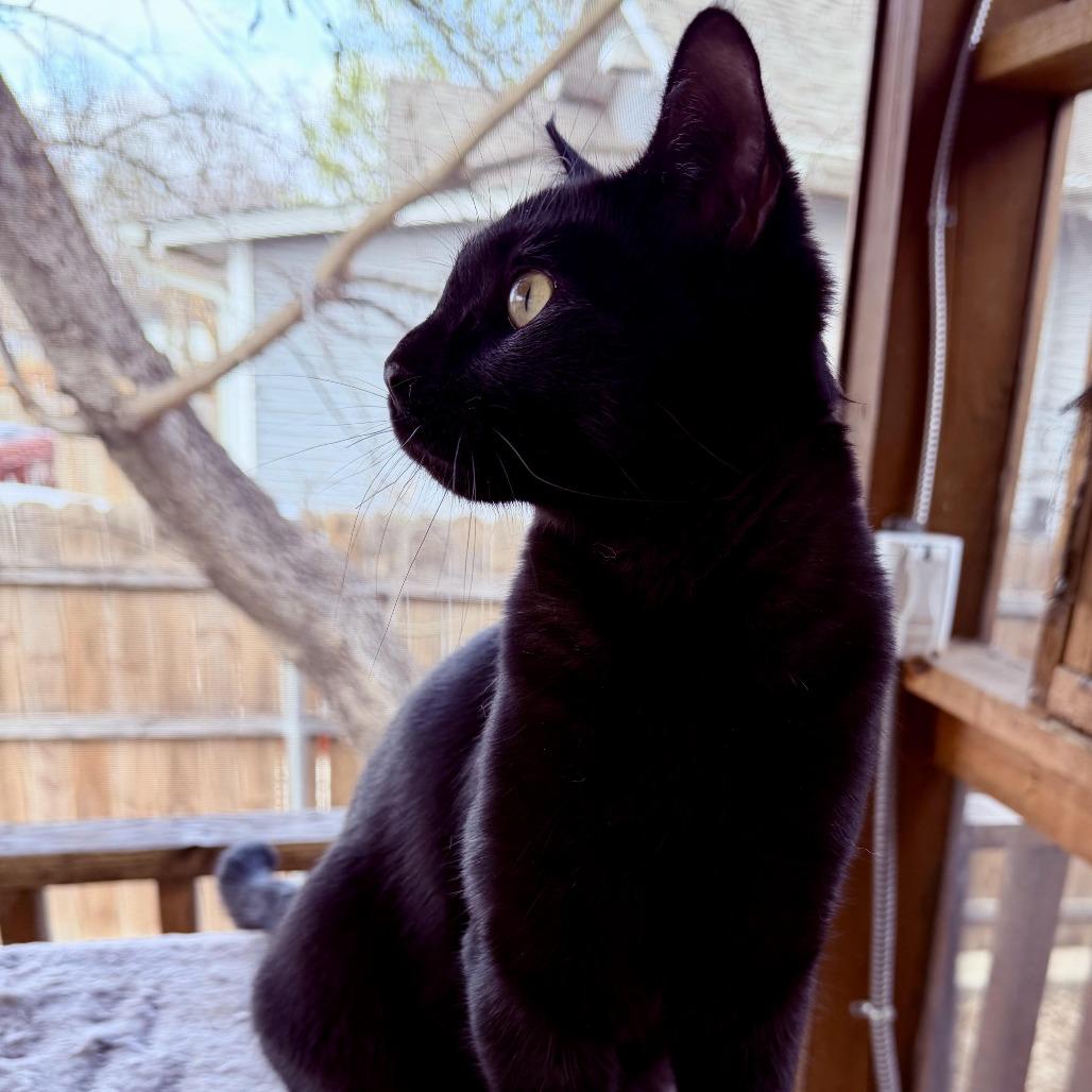 Enlarge Rico, a Adoptable American Shorthair in Denver, CO image 1/4