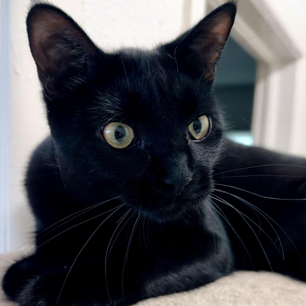 Enlarge Rico, a Adoptable American Shorthair in Denver, CO image 2/4