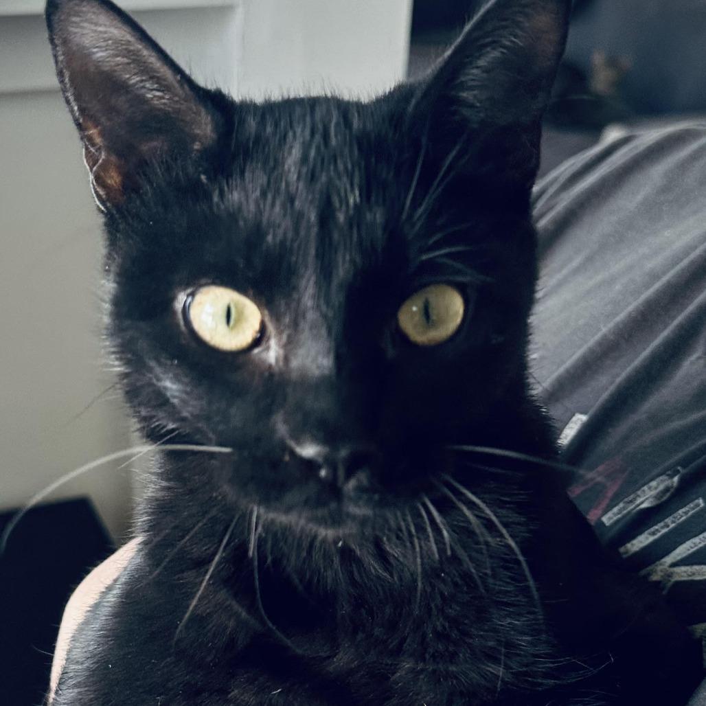 Rico, a Adoptable American Shorthair in Denver, CO image 2/2