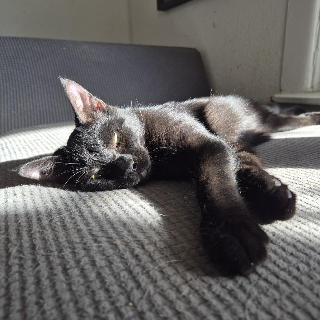 Rico, Adoptable, Young Male American Shorthair.