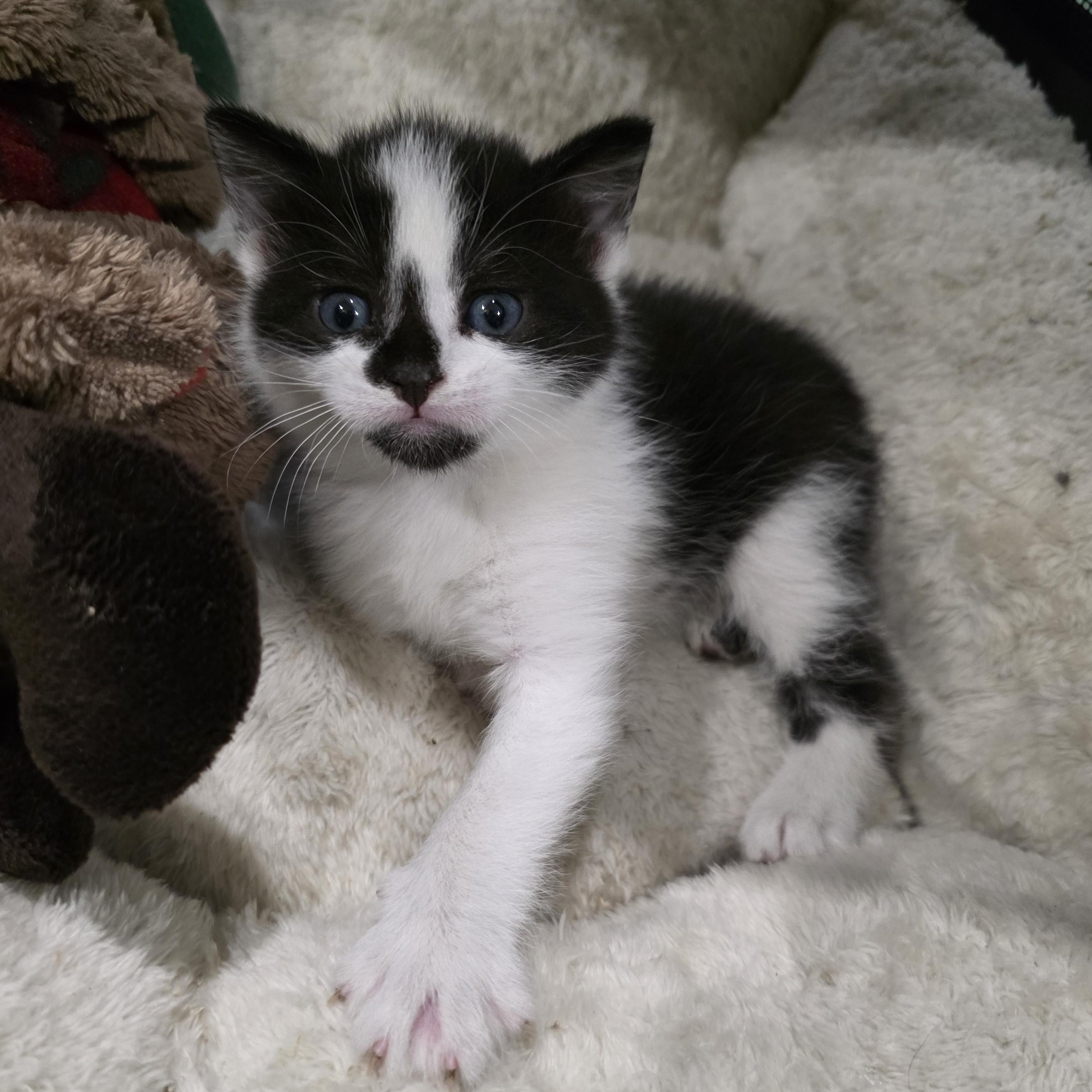 Dew, a Adoptable mixed breed in Moriches, NY image 3/5