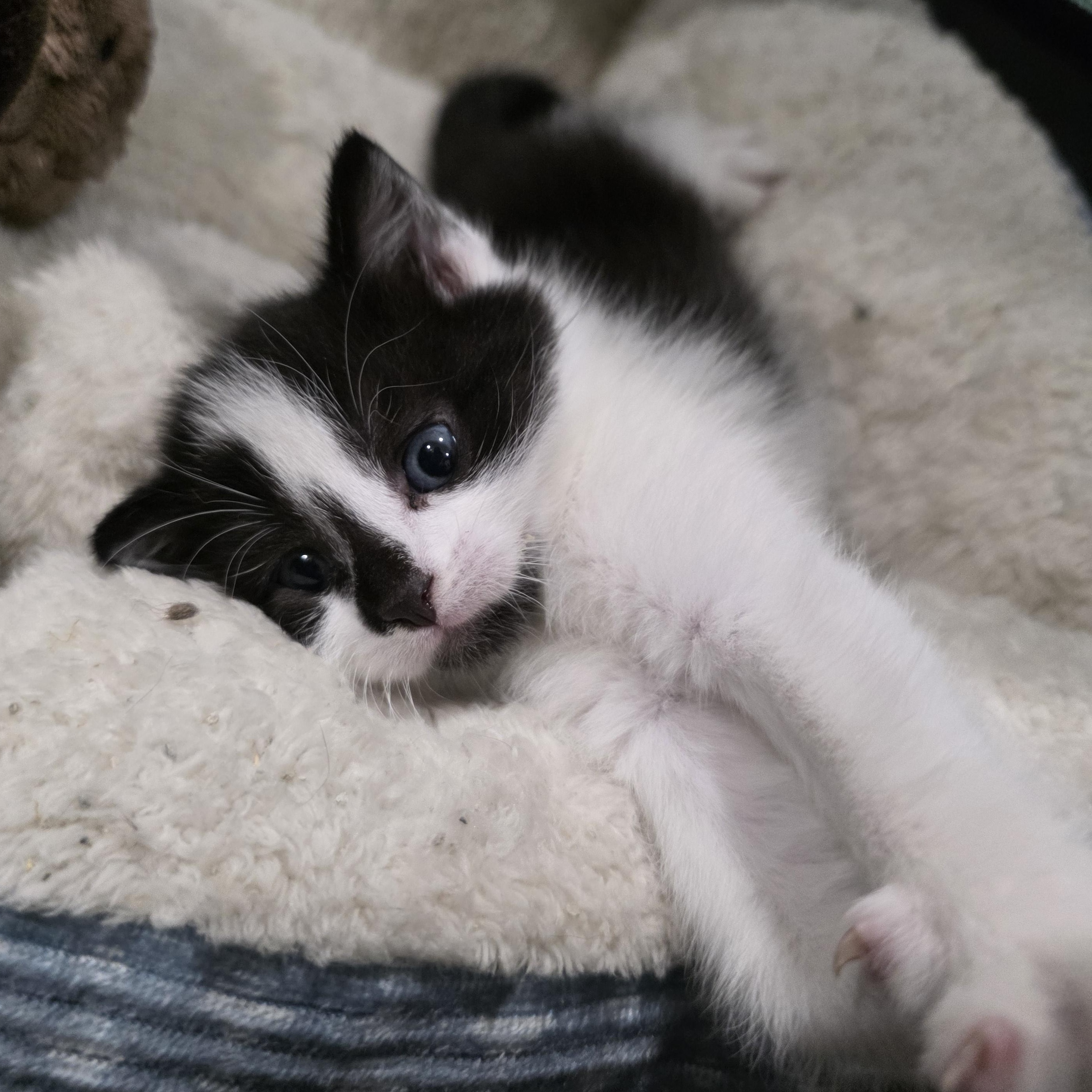 Dew, a Adoptable mixed breed in Moriches, NY image 4/5