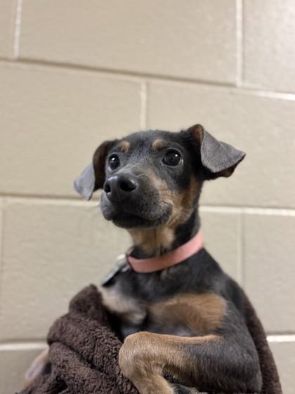Enlarge Jumping Bean, a Adoptable mixed breed in Honolulu, HI image 1/1