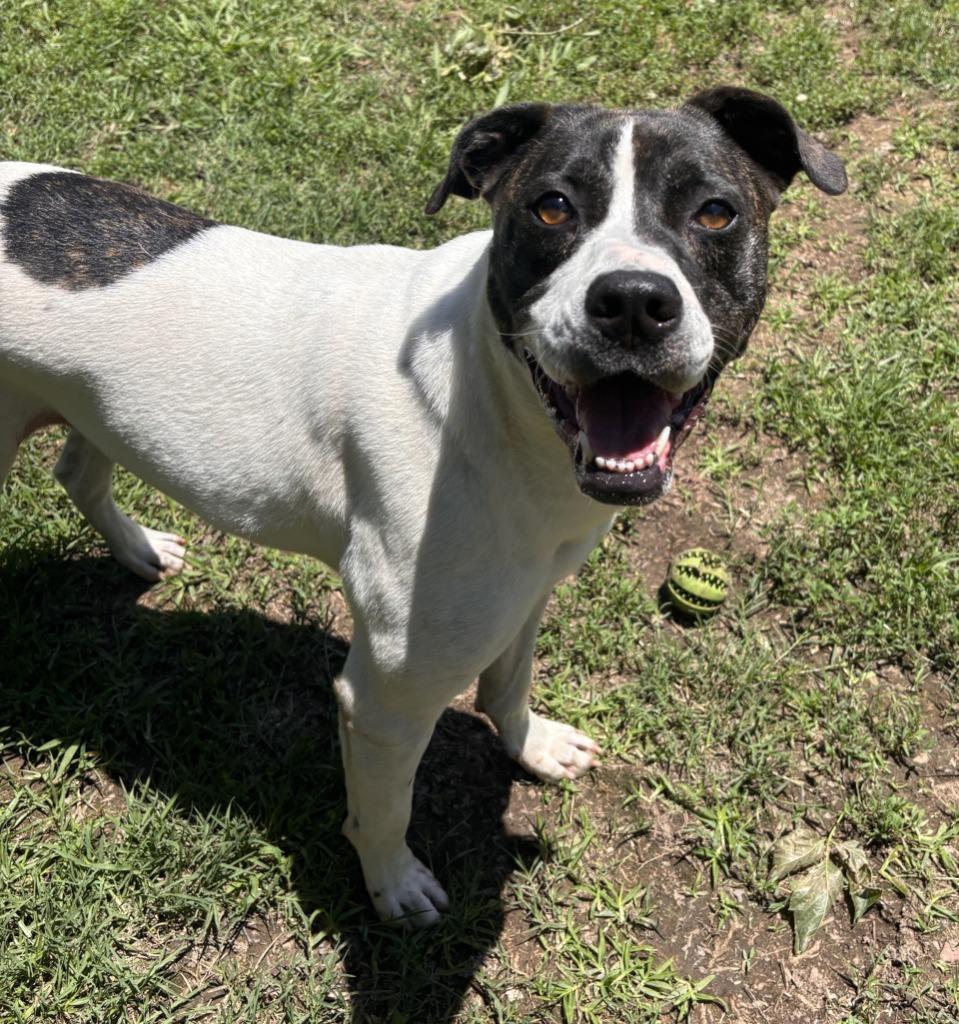 ZIGGY, a Adoptable mixed breed image 1/3