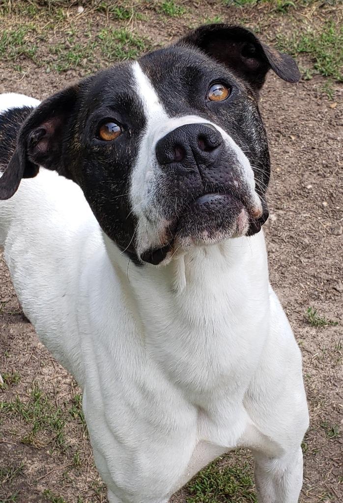 ZIGGY, Adoptable, Adult Male Labrador Retriever & Hound.