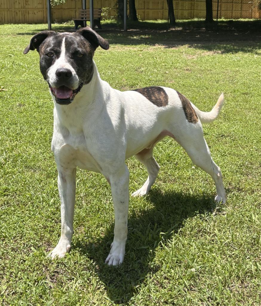 Enlarge ZIGGY, a Adoptable mixed breed in Little Rock, AR image 3/3