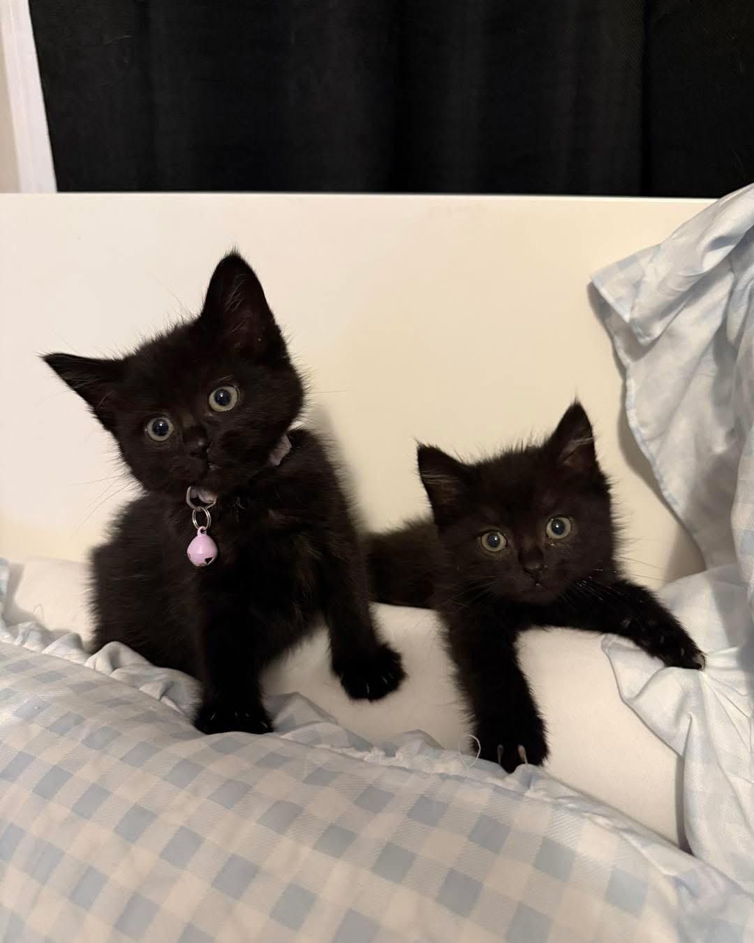 Winnie and Rosie, ADOPTABLE, Young Female Domestic Short Hair.
