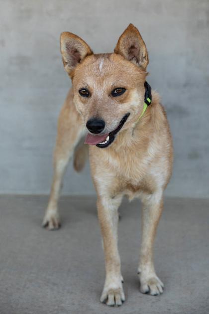 Enlarge Tony, a Adoptable mixed breed in Longmont, CO image 1/3