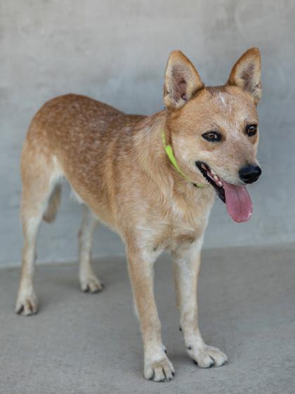 Enlarge Tony, a Adoptable mixed breed in Longmont, CO image 2/3