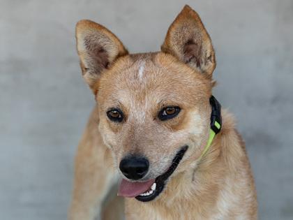Enlarge Tony, a Adoptable mixed breed in Longmont, CO image 2/3