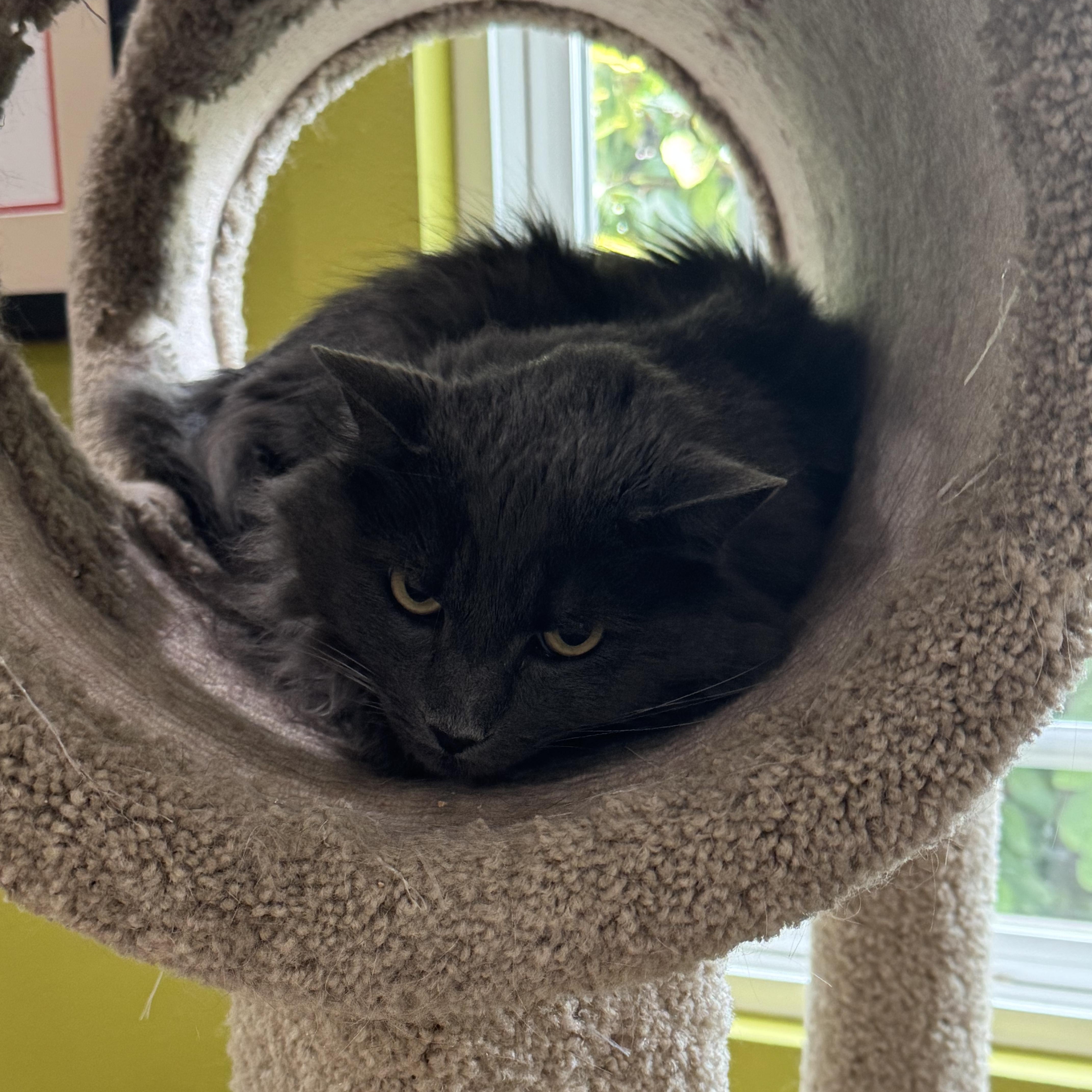 Nick - Shy but Sweet